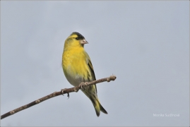 <p>ČÍŽEK LESNÍ (Carduelis spinus) /Eurasian siskin - Erlenzeisig/</p>